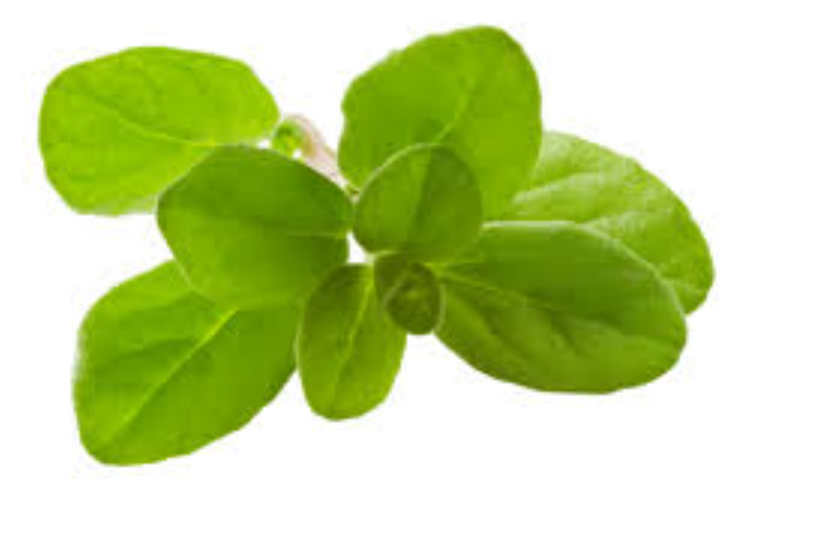 FRESH MARJORAM